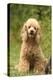 Poodle Dog-null-Premier Image Canvas