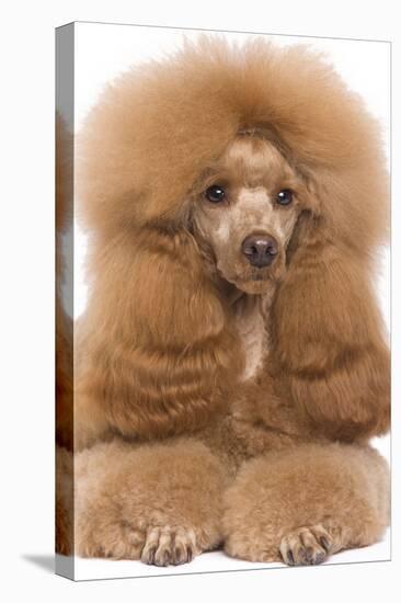 Poodle Miniature-null-Premier Image Canvas