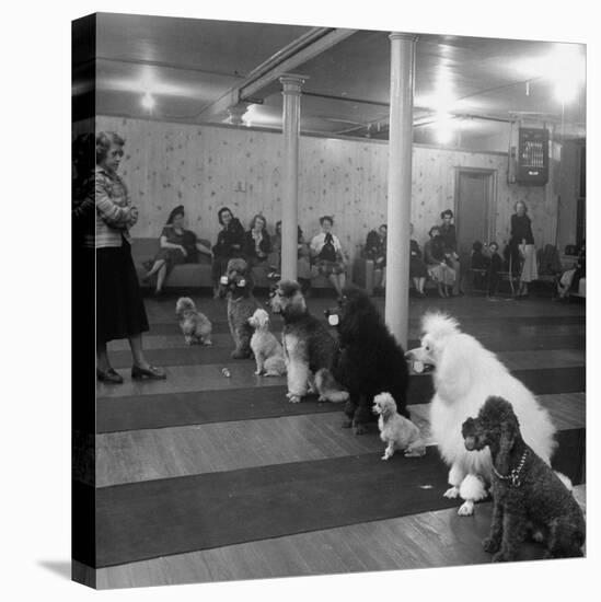 Poodle's Being Trained in Obedience School-null-Premier Image Canvas