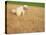 Poodle Urinating on Dead Grass-Steve Cicero-Premier Image Canvas