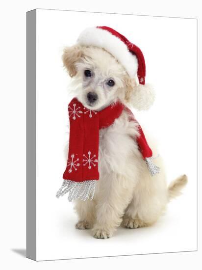 Poodle with Scarf and Father Christmas Hat-Jane Burton-Premier Image Canvas