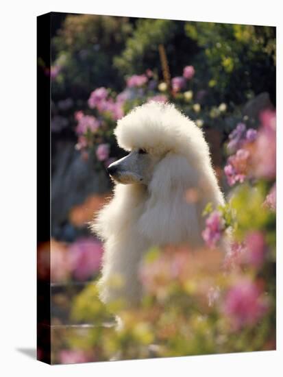 Poodle-null-Premier Image Canvas