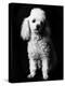 Poodle-null-Premier Image Canvas