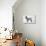 Poodle-Harro Maass-Premier Image Canvas displayed on a wall