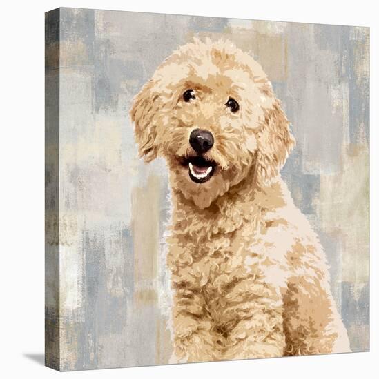 Poodle-Keri Rodgers-Stretched Canvas
