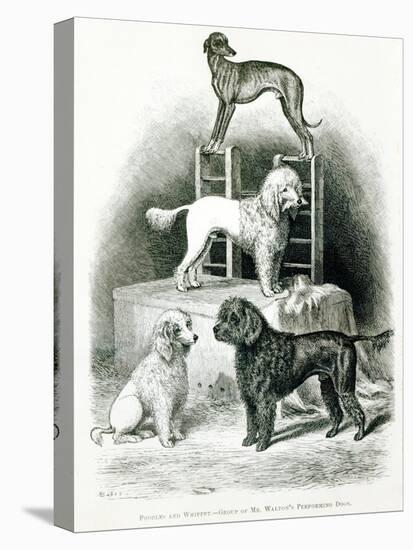 Poodles and Whippet - Group of Mr. Walton's Performing Dogs-null-Premier Image Canvas