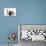 Poodles Row of 4 (Caniche)-null-Premier Image Canvas displayed on a wall