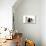 Poodles Row of 4 (Caniche)-null-Premier Image Canvas displayed on a wall