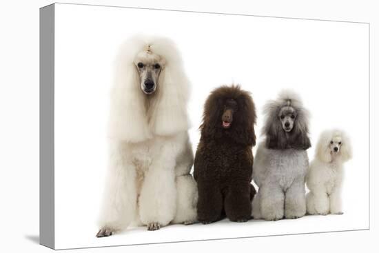 Poodles Row of 4 (Caniche)-null-Premier Image Canvas