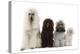 Poodles Row of 4 (Caniche)-null-Premier Image Canvas