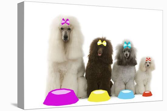 Poodles-null-Premier Image Canvas