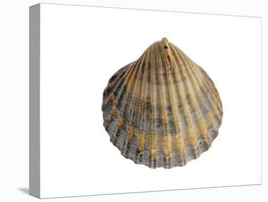 Poorly Ribbed Cockle Shell, Normandy, France-Philippe Clement-Premier Image Canvas