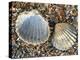 Poorly Ribbed Cockle Shells Separed to Show the Inside and the Outside, Normandy, France-Philippe Clement-Premier Image Canvas