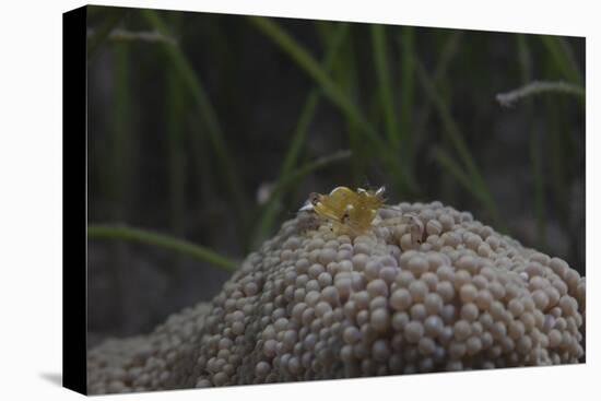 Popcorn Shrmp on an Anenome on a Fijian Reef-Stocktrek Images-Premier Image Canvas