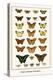 Poplar Admirals, Butterflies,-Albertus Seba-Stretched Canvas