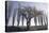 Poplar-Avenue, Fruit Tree, Hoarfrost, Avenue, Tree-Avenue-Roland T.-Premier Image Canvas