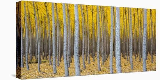 Poplar Plantation in Autumn, Near Irrigon, Oregon, Usa-null-Premier Image Canvas