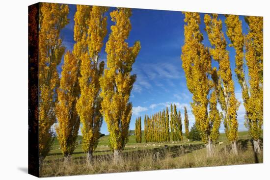 Poplar Trees and Farmland in Autumn, Near Lovells Flat, South Otago, South Island, New Zealand-David Wall-Premier Image Canvas