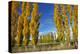 Poplar Trees and Farmland in Autumn, Near Lovells Flat, South Otago, South Island, New Zealand-David Wall-Premier Image Canvas