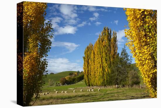 Poplar Trees and Farmland in Autumn, Near Lovells Flat, South Otago, South Island, New Zealand-David Wall-Premier Image Canvas