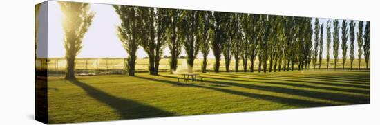 Poplar Trees Near a Wheat Field, Twin Falls, Idaho, USA-null-Premier Image Canvas