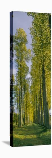 Poplar trees, River Tweed, Scottish Borders, Scotland-null-Premier Image Canvas