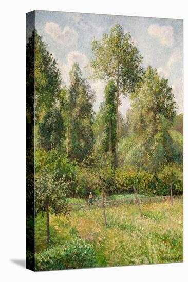 Poplars, Éragny, 1895-Camille Pissarro-Premier Image Canvas