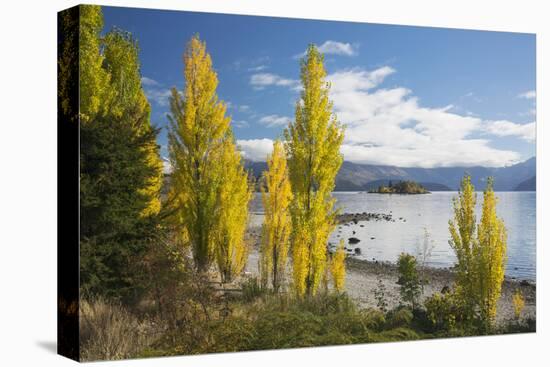 Poplars growing on the shore of Lake Wanaka, autumn, Roys Bay, Wanaka, Queenstown-Lakes district, O-Ruth Tomlinson-Premier Image Canvas