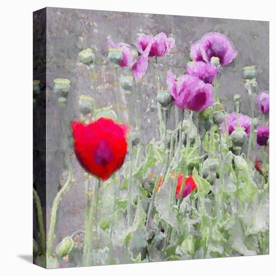 Poppies, 2018-Helen White-Premier Image Canvas