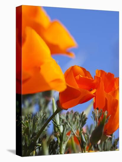 Poppies and Blue Sky, Antelope Valley Near Lancaster, California, Usa-Jamie & Judy Wild-Premier Image Canvas