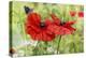 Poppies And Butterfly-Bill Makinson-Premier Image Canvas