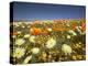 Poppies and Desert Dandelion in Spring Bloom, Lancaster, Antelope Valley, California, USA-Terry Eggers-Premier Image Canvas