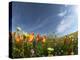 Poppies and Desert Dandelion Spring Bloom, Lancaster, Antelope Valley, California, USA-Terry Eggers-Premier Image Canvas