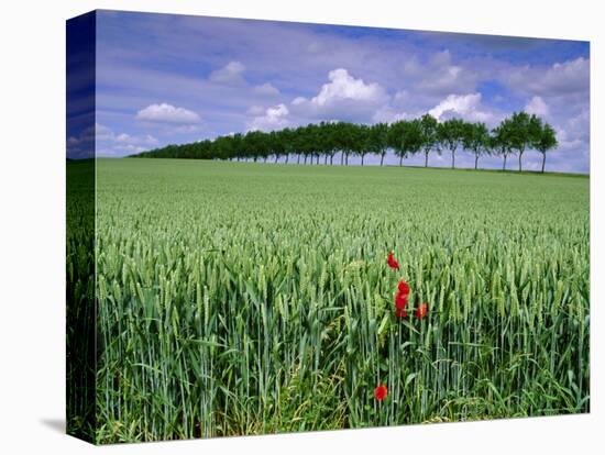 Poppies and Field of Wheat, Somme, Nord-Picardie (Picardy), France, Europe-David Hughes-Premier Image Canvas