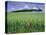 Poppies and Field of Wheat, Somme, Nord-Picardie (Picardy), France, Europe-David Hughes-Premier Image Canvas