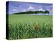 Poppies and Field of Wheat, Somme, Nord-Picardie (Picardy), France, Europe-David Hughes-Premier Image Canvas