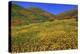 Poppies and Goldfields, Chino Hills State Park, California, United States of America, North America-Richard Cummins-Premier Image Canvas