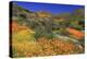 Poppies and Goldfields, Chino Hills State Park, California, United States of America, North America-Richard Cummins-Premier Image Canvas