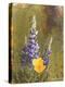 Poppies and Lupine-Trevor V. Swanson-Premier Image Canvas