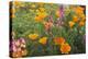 Poppies and Toadflax-DLILLC-Premier Image Canvas