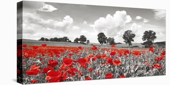 Poppies and vicias in meadow, Mecklenburg Lake District, Germany-Frank Krahmer-Stretched Canvas