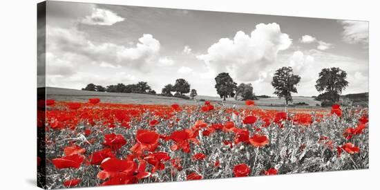 Poppies and vicias in meadow, Mecklenburg Lake District, Germany-Frank Krahmer-Stretched Canvas