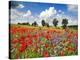 Poppies and vicias in meadow, Mecklenburg Lake District, Germany-Frank Krahmer-Stretched Canvas