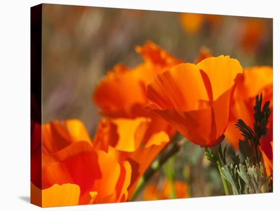 Poppies, Antelope Valley Near Lancaster, California, Usa-Jamie & Judy Wild-Premier Image Canvas