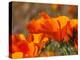 Poppies, Antelope Valley Near Lancaster, California, Usa-Jamie & Judy Wild-Premier Image Canvas