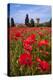 Poppies Close and Personal-Michael Blanchette-Premier Image Canvas