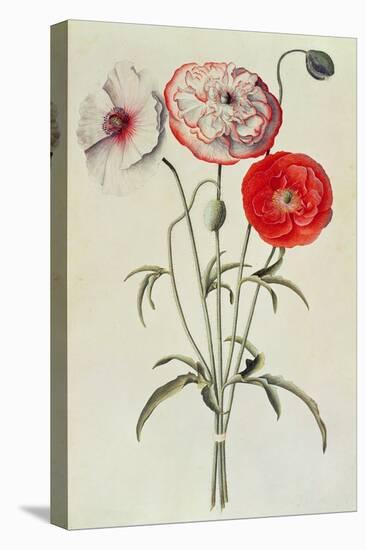 Poppies: Corn (Papaver Rhoeas)-Georg Dionysius Ehret-Premier Image Canvas