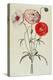 Poppies: Corn (Papaver Rhoeas)-Georg Dionysius Ehret-Premier Image Canvas