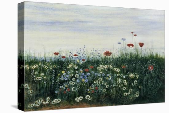 Poppies, Daisies and Other Flowers by the Sea-Andrew Nicholl-Premier Image Canvas