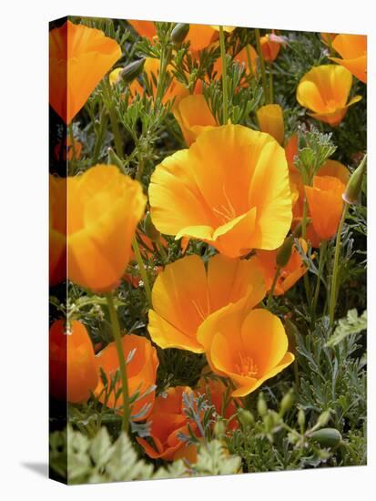 Poppies (Eschscholzia Californica)-Tony Craddock-Premier Image Canvas